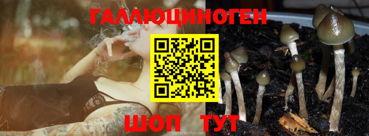 Галлюциногенные грибы Psilocybe Шебекино